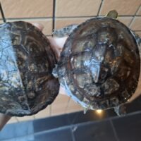 マレーハコガメ(甲長約12,5cm)