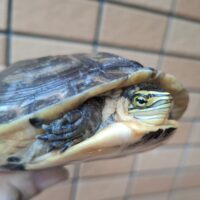 マレーハコガメ(甲長約12,5cm)