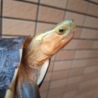 チュウゴクセマルハコガメ（甲長約17cm）メス