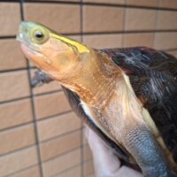 チュウゴクセマルハコガメ（甲長約17cm）メス