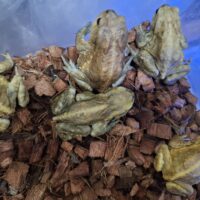 ミヤコヒキガエル(北大東島産)