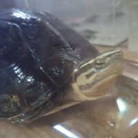 ジャワハコガメ（甲長約17cm）オス