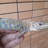 ホウセキカナヘビ（ヤングサイズ）オス