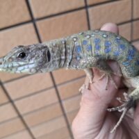 ホウセキカナヘビ（ヤングサイズ）オス