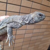 エジプトトゲオアガマ