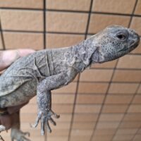 エジプトトゲオアガマ