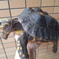 アカアシガメ（甲長約26cm）メス