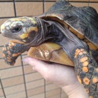 アカアシガメ（甲長約26cm）メス