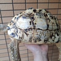 ヒョウモンリクガメ（甲長約32cm）メス