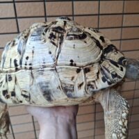 ヒョウモンリクガメ（甲長約32cm）メス
