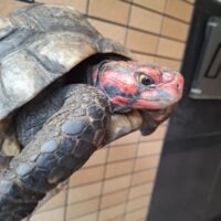 アカアシガメ（甲長約26cm）オス