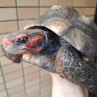 アカアシガメ（甲長約26cm）オス