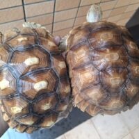 ケヅメリクガメ（甲長約18～20cm）メス