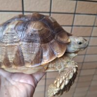 ケヅメリクガメ（甲長約18～20cm）メス