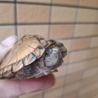 カブトニオイガメ（甲長約7,5cm）