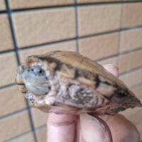 カブトニオイガメ（甲長約7,5cm）