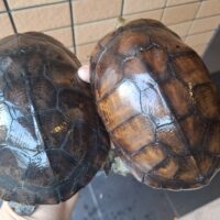 タイリクミナミイシガメ（琵琶湖）WC（甲長オス約17cm、メス15cm）メス多甲板