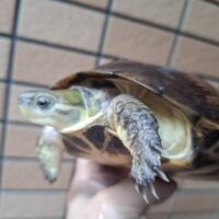 タイリクミナミイシガメ（琵琶湖）WC（甲長オス約17cm、メス15cm）メス多甲板