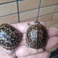 ミツユビハコガメ(25CB)