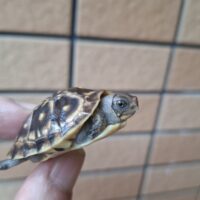 ミツユビハコガメ(25CB)