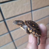 ミツユビハコガメ(25CB)多甲板