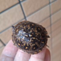 ミツユビハコガメ(25CB)多甲板