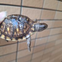 ミツユビハコガメ(25CB)約6cm