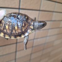 ミツユビハコガメ(25CB)約6cm