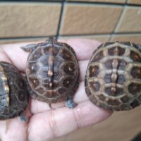 トウブハコガメ（25CB）