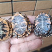 トウブハコガメ（25CB）