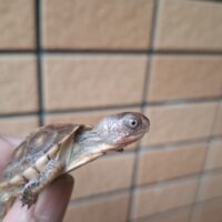 トウブハコガメ（25CB）甲ズレ
