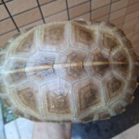 アルビノヒジリガメ（甲長約20cm）