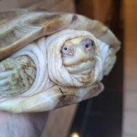 アルビノヒジリガメ（甲長約20cm）