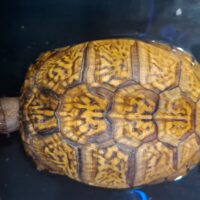 トウブハコガメ（甲長約15cm）メス 産卵経験あり