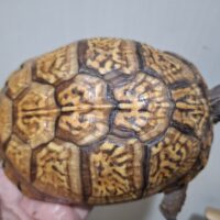 トウブハコガメ（甲長約15cm）メス 産卵経験あり