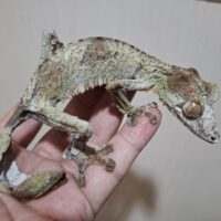 フリンジへラオヤモリ（メス）