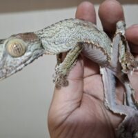 フリンジへラオヤモリ（メス）