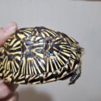 フロリダハコガメ（甲長約9cm）TSD メス