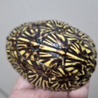 フロリダハコガメ（甲長約9cm）TSD メス