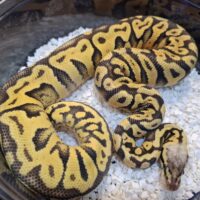 ボールパイソン（スーパーパステルスペシャルYB hetクラウン）約600g メス