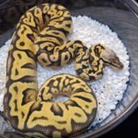 ボールパイソン（スーパーパステルスペシャルYB hetクラウン）約600g メス