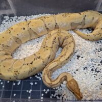 ボールパイソン（バナナ）約2100g メス