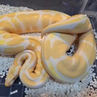 ボールパイソン（ハイコンアルビノ）約2300g メス