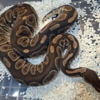 ボールパイソン（ブラックパステル）約1900g メス