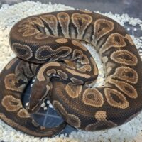 ボールパイソン（ブラックパステル）約1900g メス