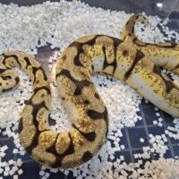 ボールパイソン（バンブルビーローリー）約900g メス