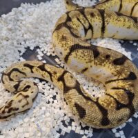 ボールパイソン（バンブルビーローリー）約900g メス