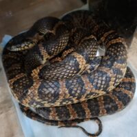 アカマタ（約100cm）