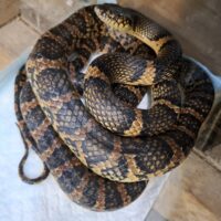 アカマタ（約100cm）