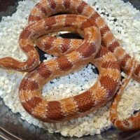 コーンスネーク（リバースオケッティ）約120cm　メス